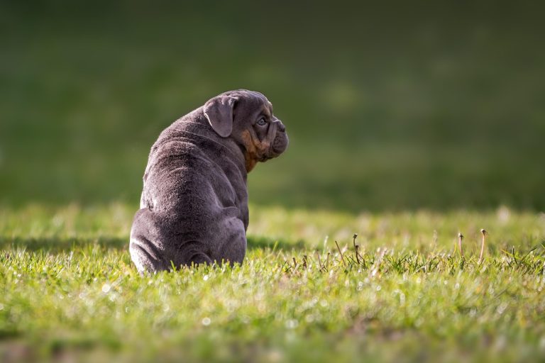 Dog Poop Pickup in Sheridan Indiana